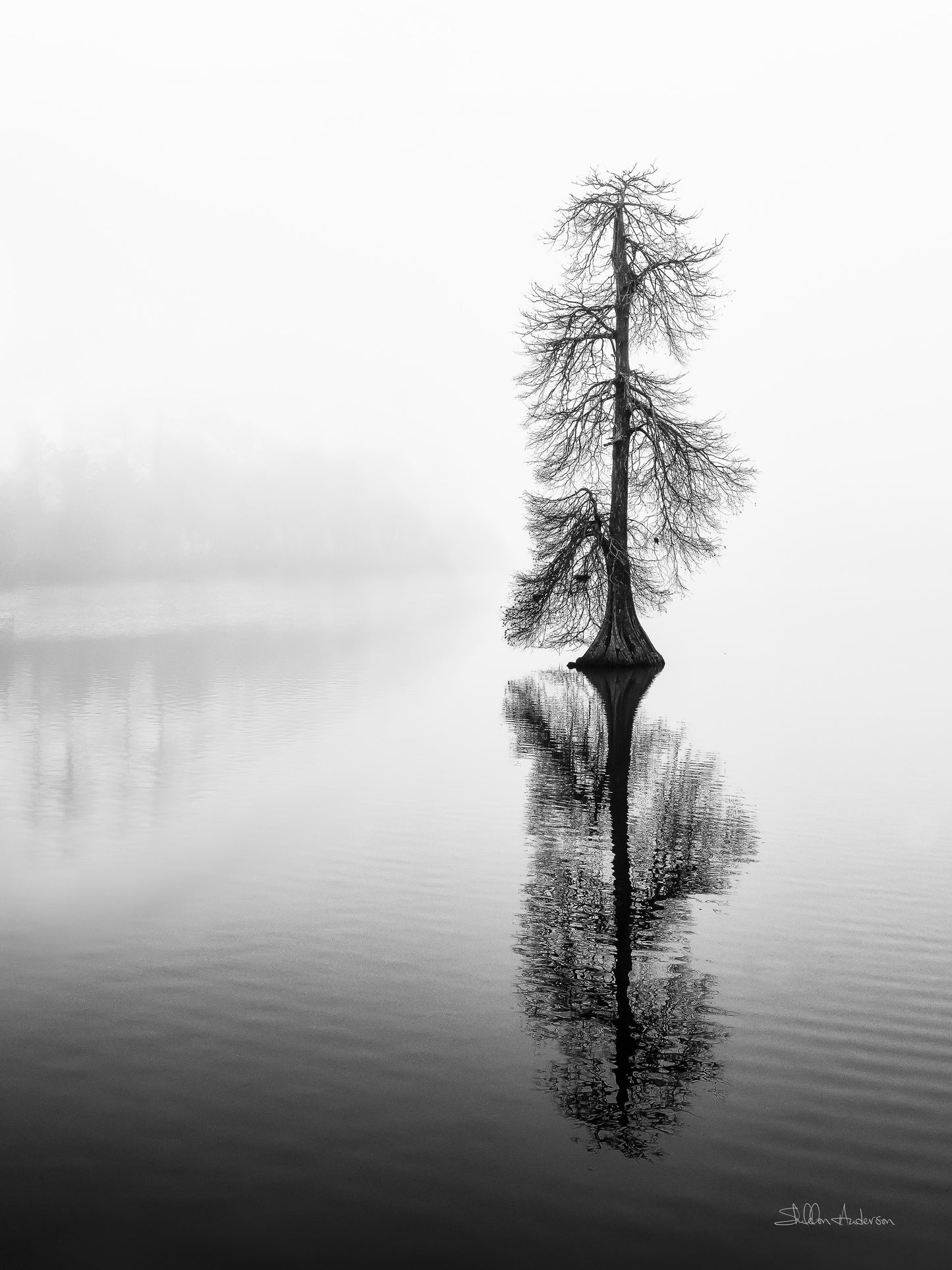 Lone Cypress, 817-5245P