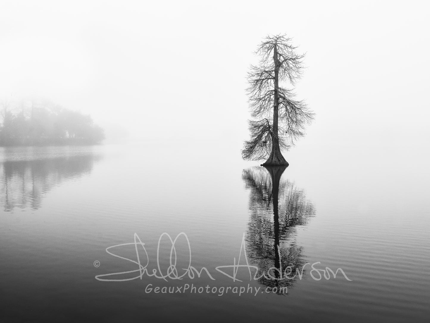 Lone Cypress, 817-5245