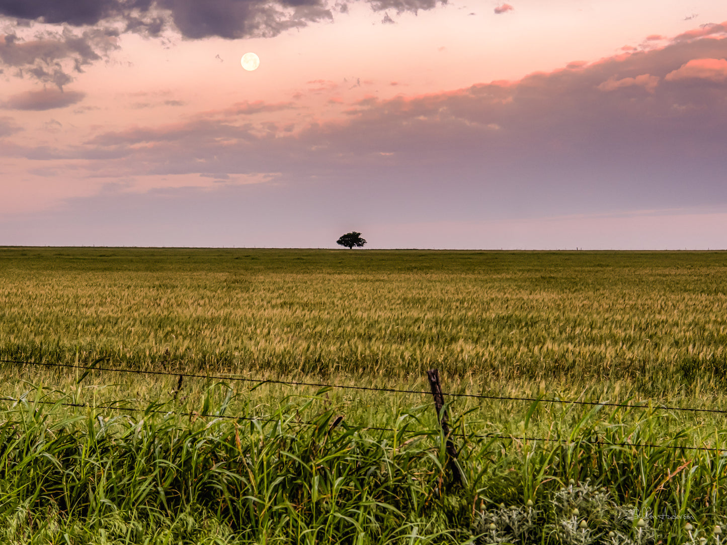 Lonely Tree, 817-7251