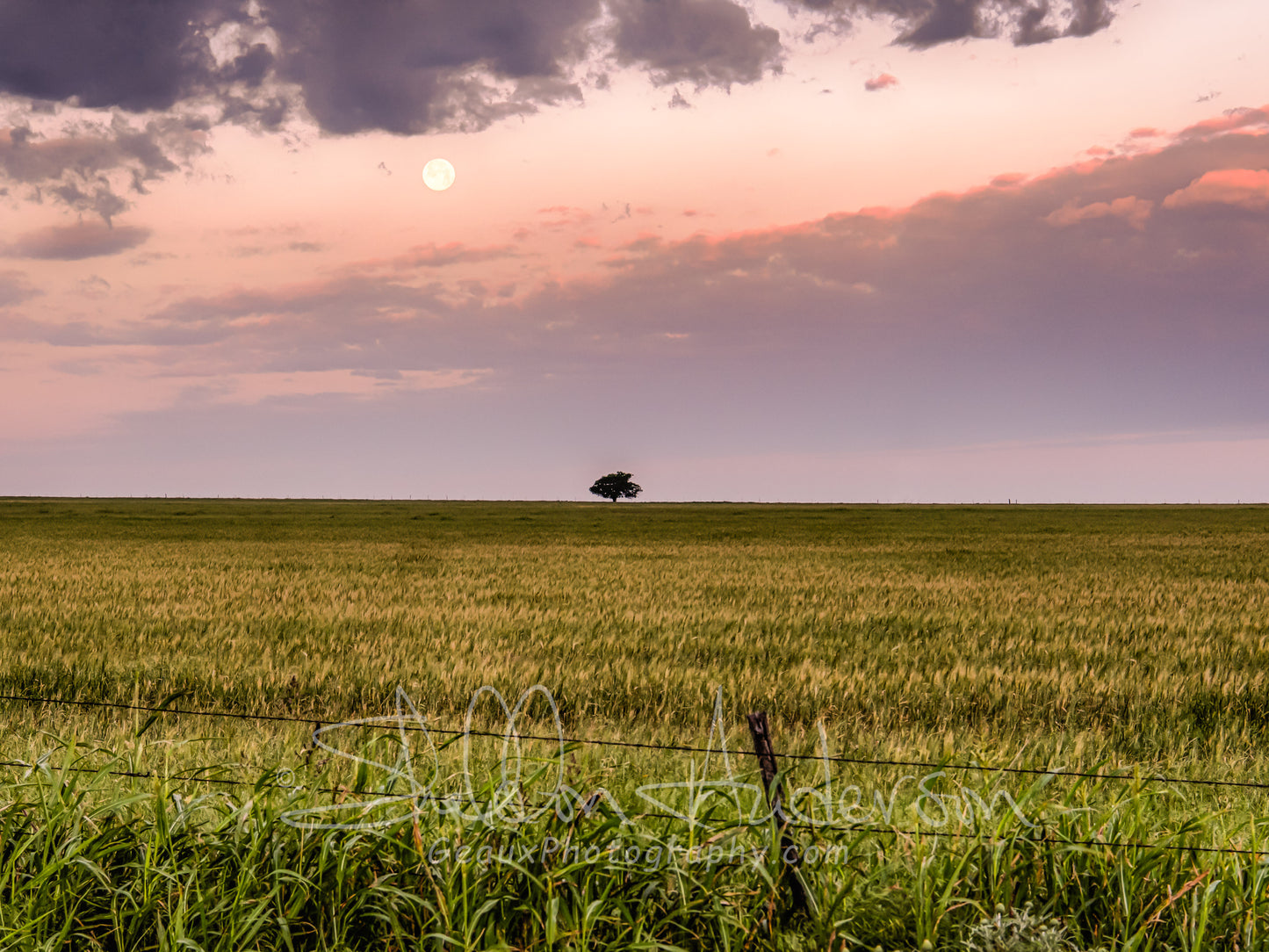 Lonely Tree, 817-7251