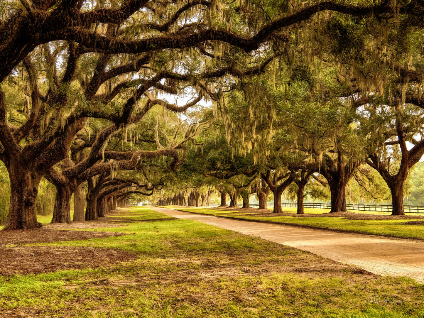 Boone Hall Plantation SC, 817-8045
