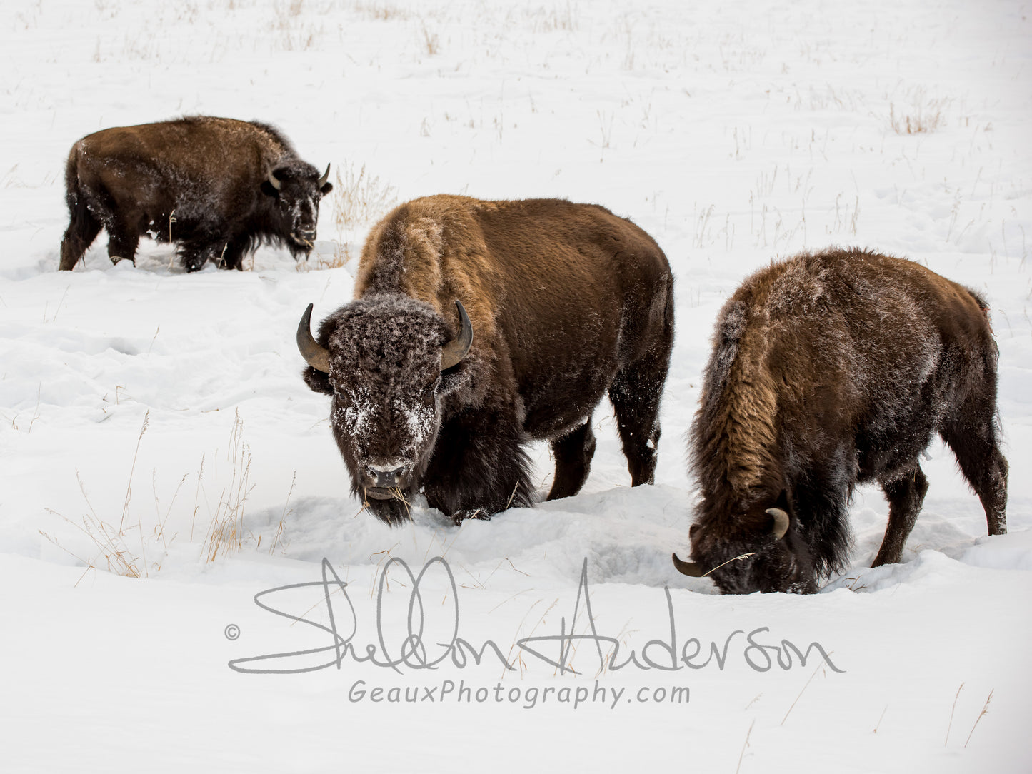 Bison, 818-0337