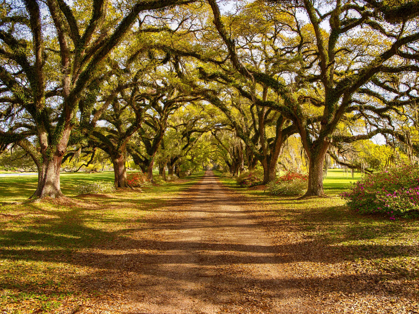 Live oak Plantation, 818-2300