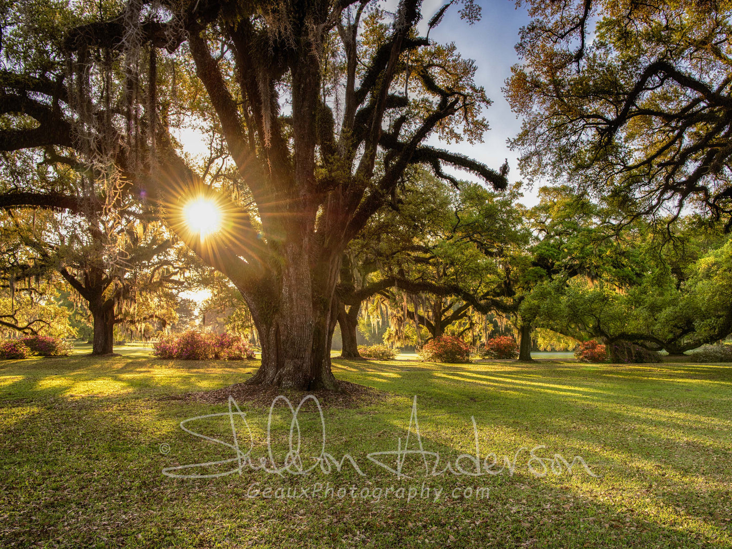 Live Oak Plantation, 818-2413