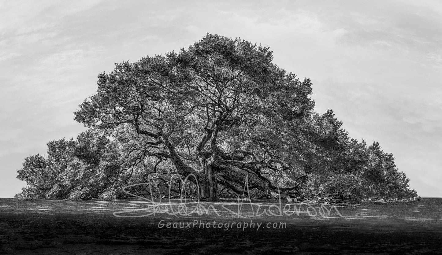 Angel Oak, 818-5031 B&W