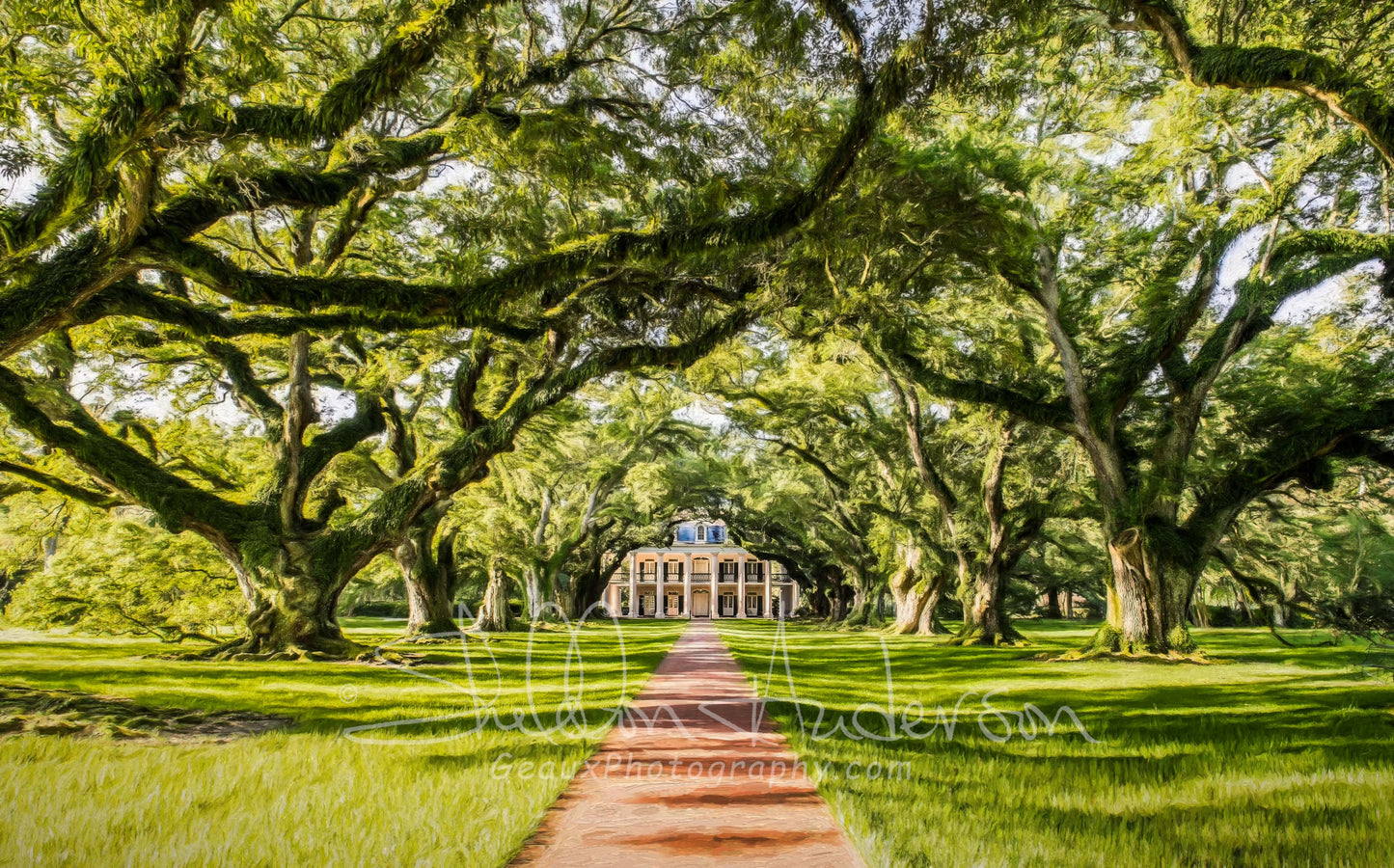 Oak Alley, D80-0250