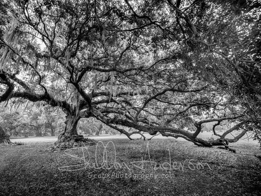 Tree of Life, New Orleans, 816-5004BW