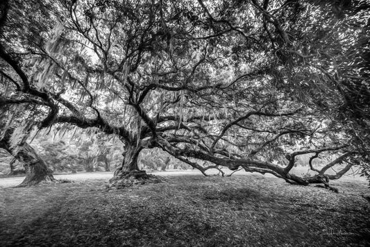 Tree of Life, New Orleans, 816-5004BW