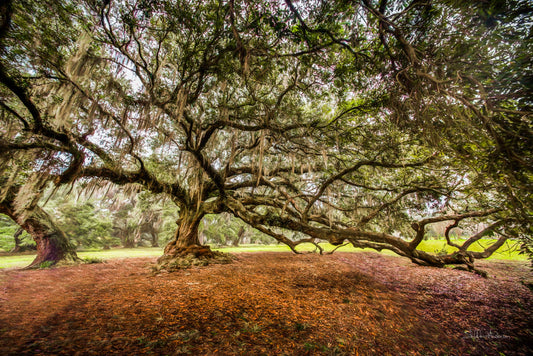 Tree of Life, New Orleans, 816-5004