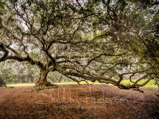 Tree of Life, New Orleans, 816-5004