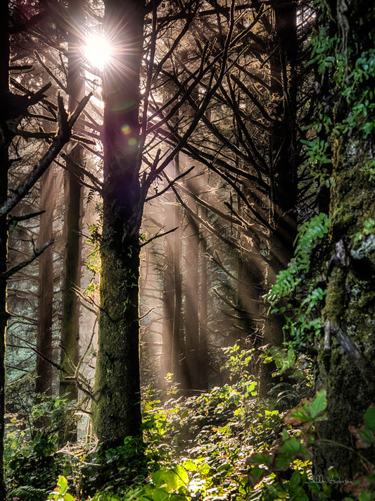 Forest Haze, 817-3882