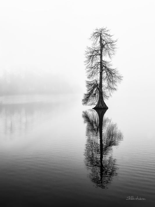 Lone Cypress, 817-5245P