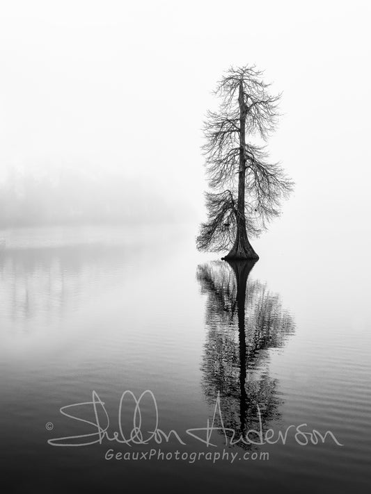 Lone Cypress, 817-5245P