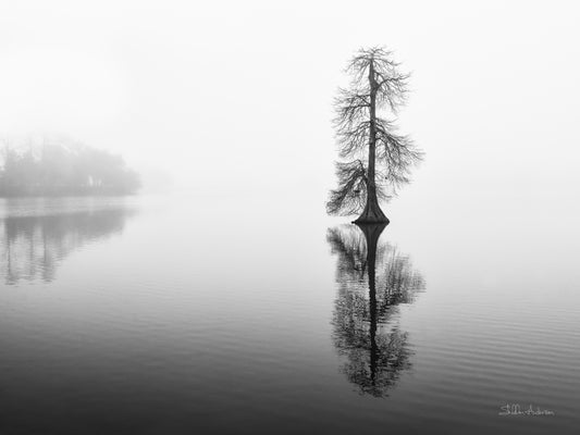 Lone Cypress, 817-5245