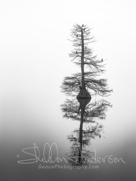 Lone Cypress 817-5299
