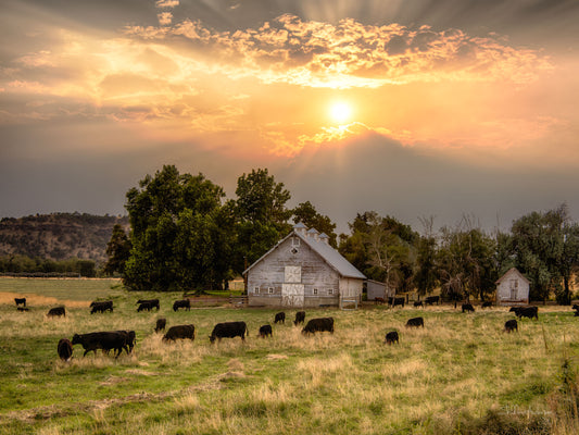 Northwestern Barn, 817-6687