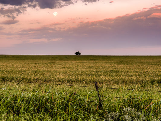 Lonely Tree, 817-7251