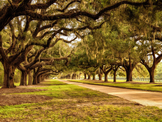 Boone Hall Plantation SC, 817-8045