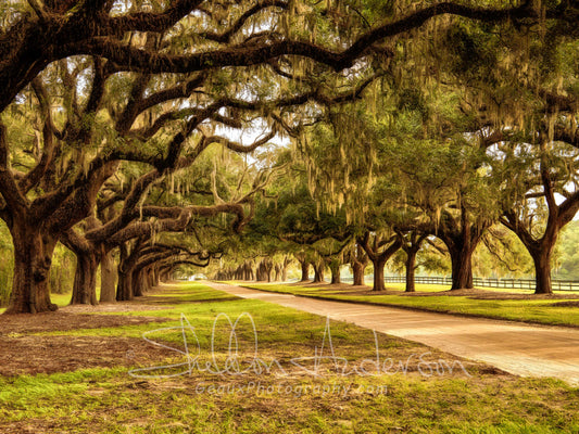 Boone Hall Plantation SC, 817-8045