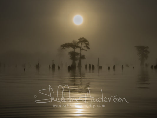 Henderson Swamp, 817-9510