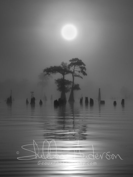 Henderson Swamp, 817-9510P BW
