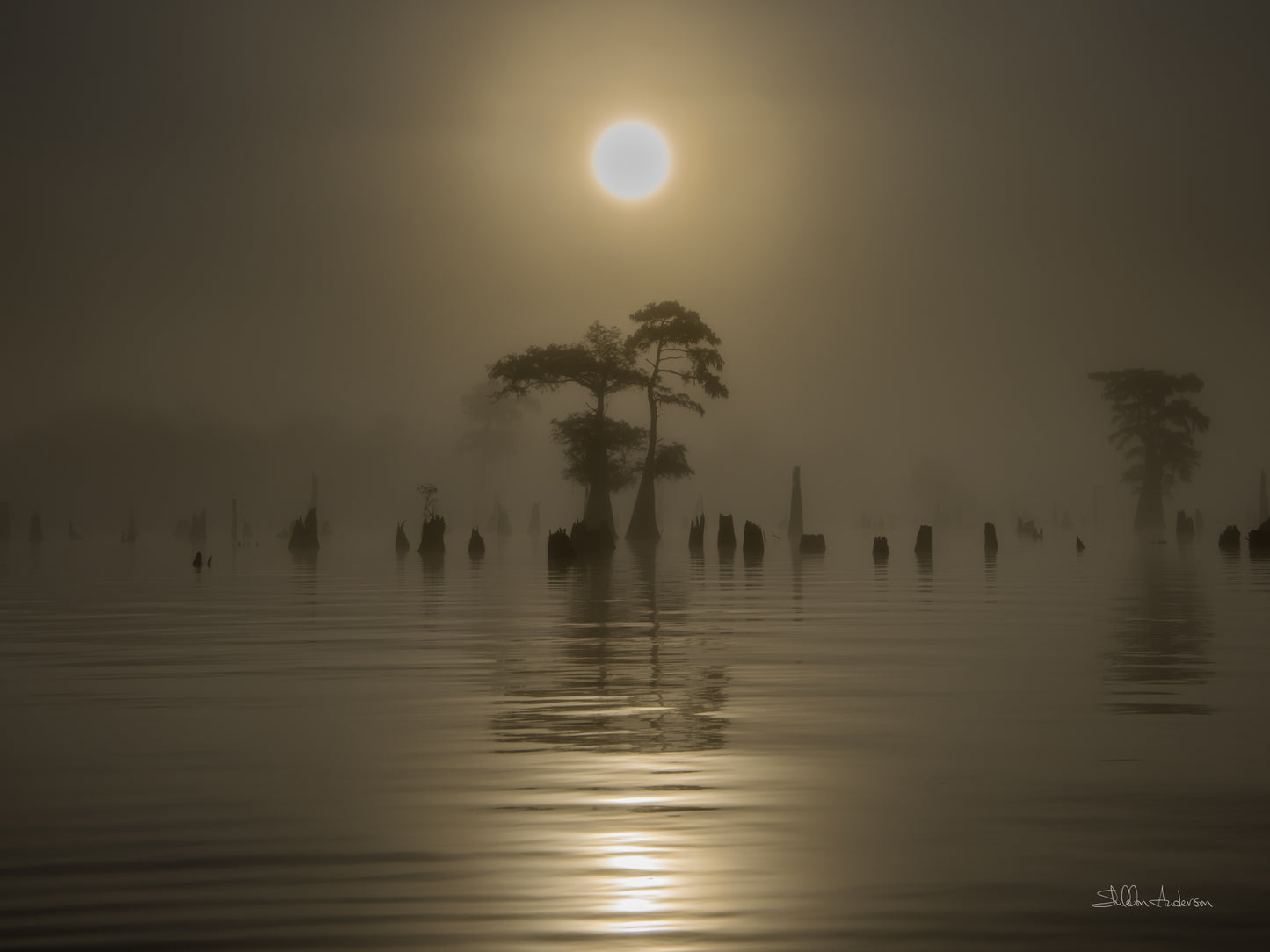 Henderson Swamp, 817-9510