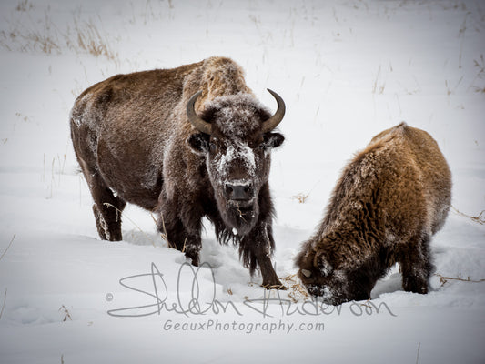 Bison, 818-0321