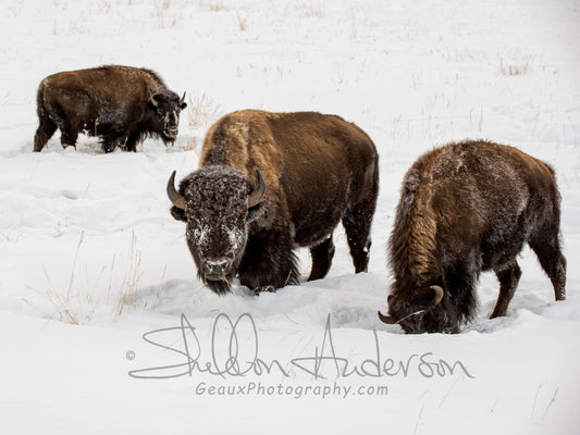 Bison, 818-0337