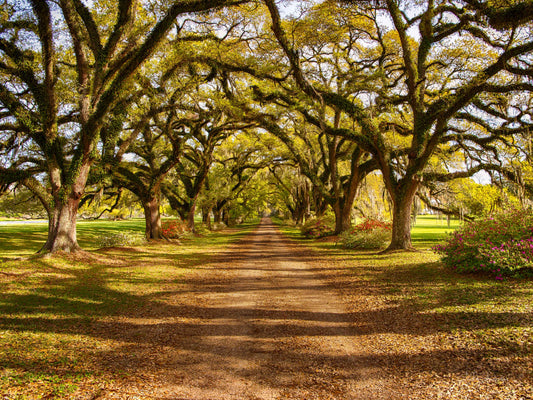 Live oak Plantation, 818-2300