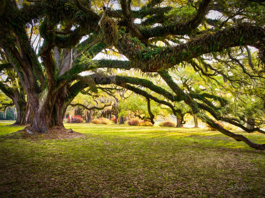 Live Oak Plantation, 818-2375