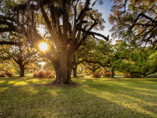 Live Oak Plantation, 818-2413