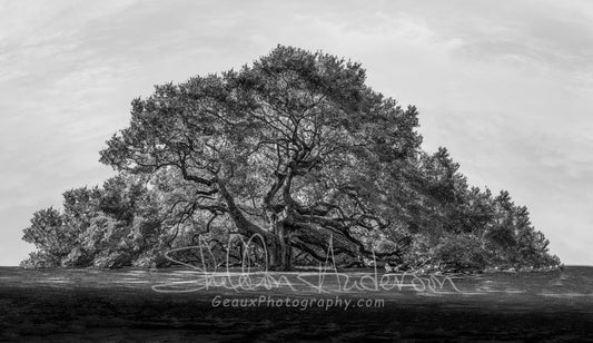 Angel Oak, 818-5031 B&W