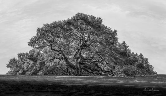 Angel Oak, 818-5031 B&W