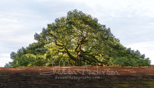Angel Oak, 818-5031