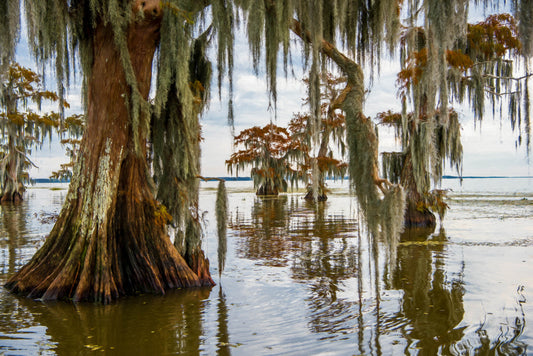 Bald Cypress, 818-6607
