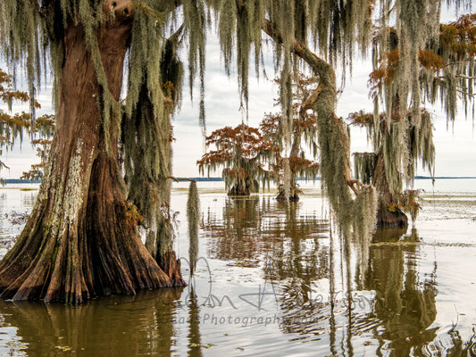 Bald Cypress, 818-6607