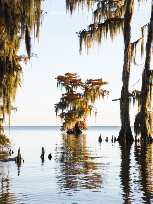 Bald Cypress, 818-6915