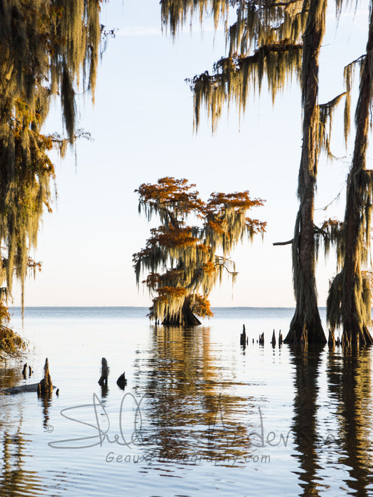 Bald Cypress, 818-6915