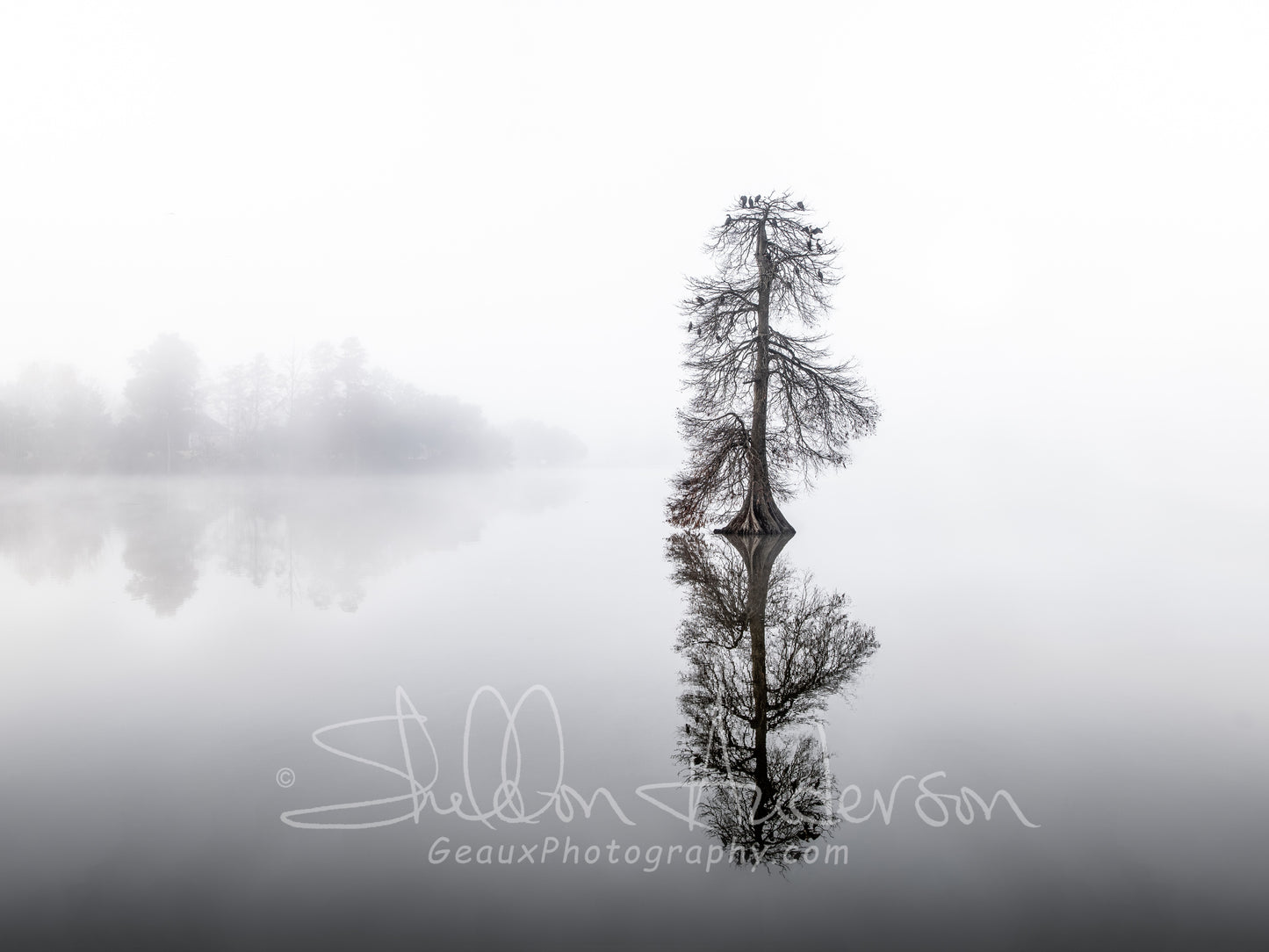 Lone Cypress 818-7416