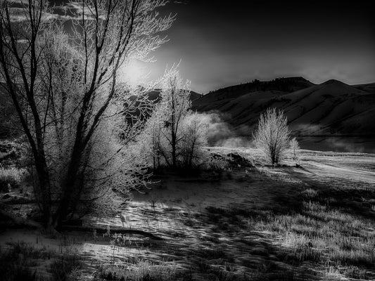 Frosty Morning B&W, 818-8278