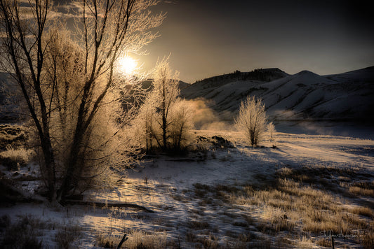 Frosty Morning, 818-8278
