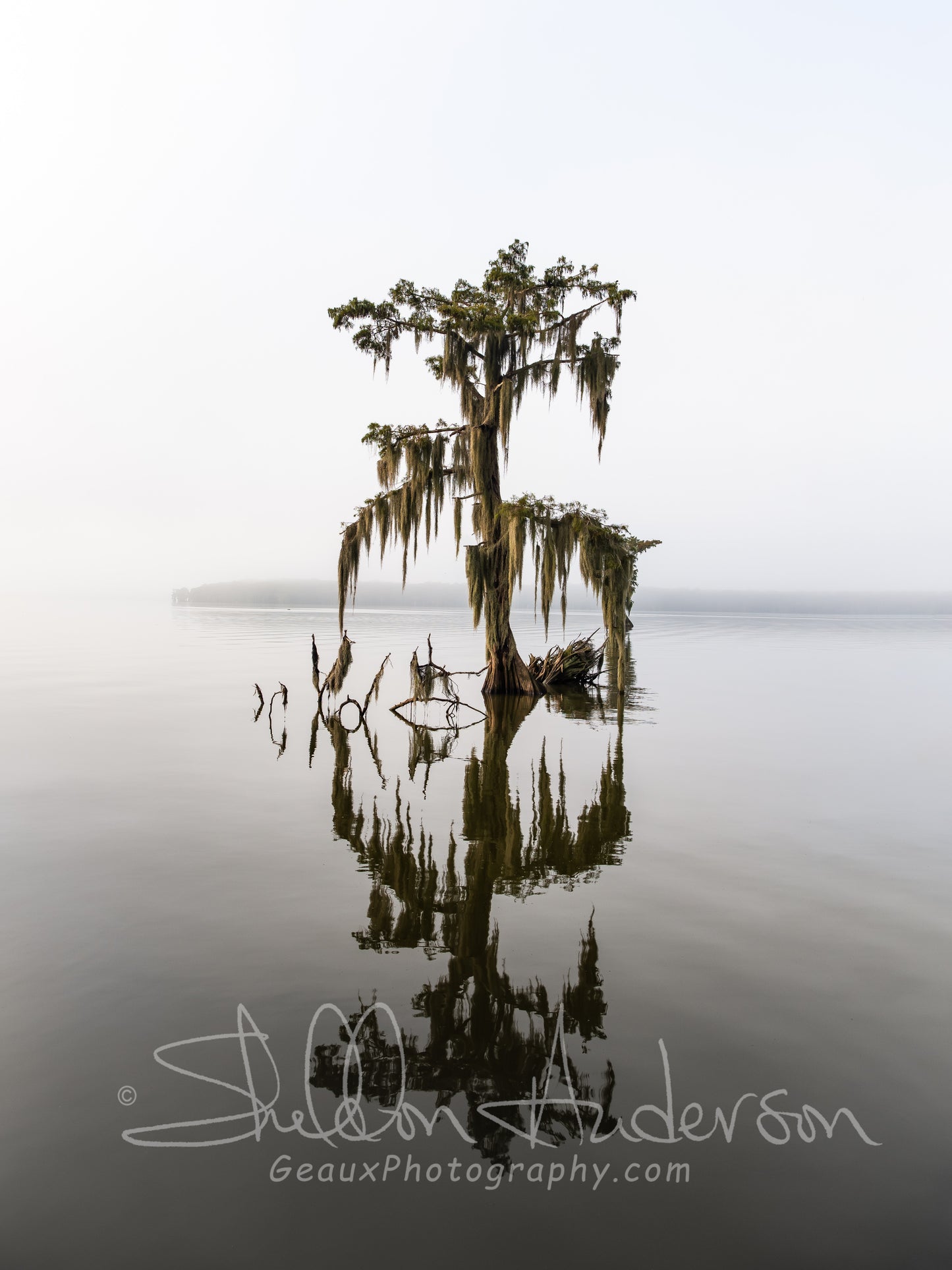 Lone Cypress 822-0700