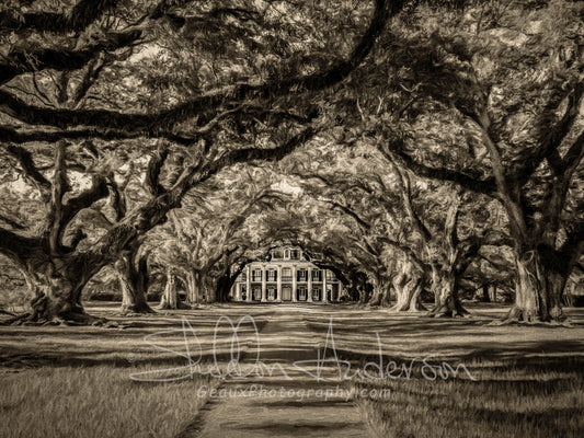 Oak Alley B&W, D80-0250