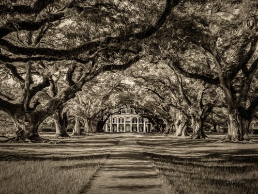 Oak Alley B&W, D80-0250