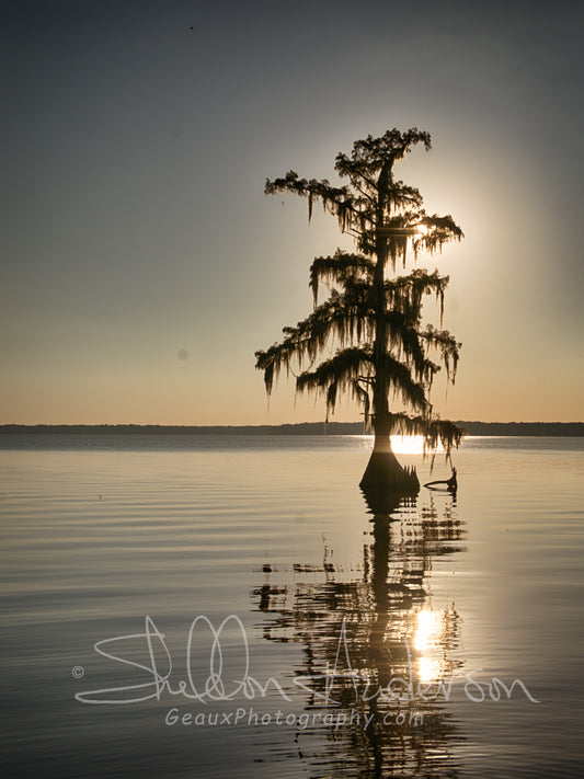 Lone Cypress D80-7476