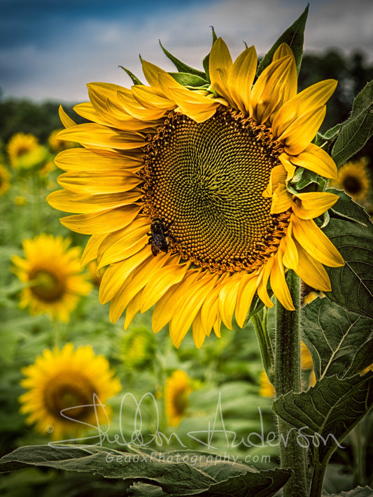 Sunflower, DSC-1069