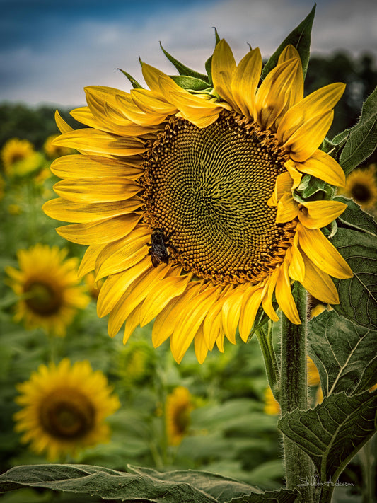 Sunflower, DSC-1069